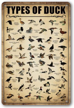 Type Of Duck Tin Sign Duck Hunting ...